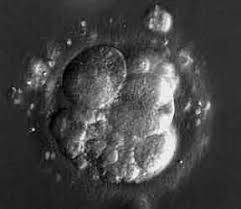 custody of an embryo